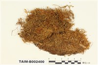 藏品(錦苔科)的圖片